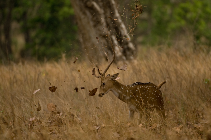 Chital Display
