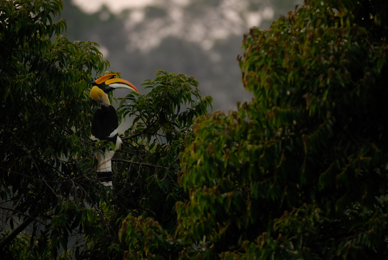 Great Hornbill
