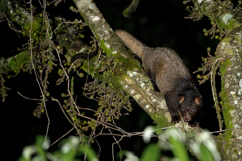 Brown palm civet
