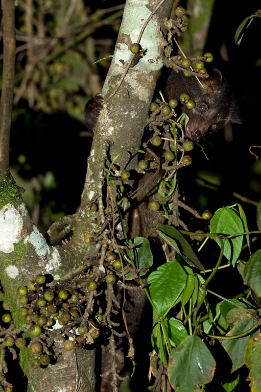 Brown palm civet
