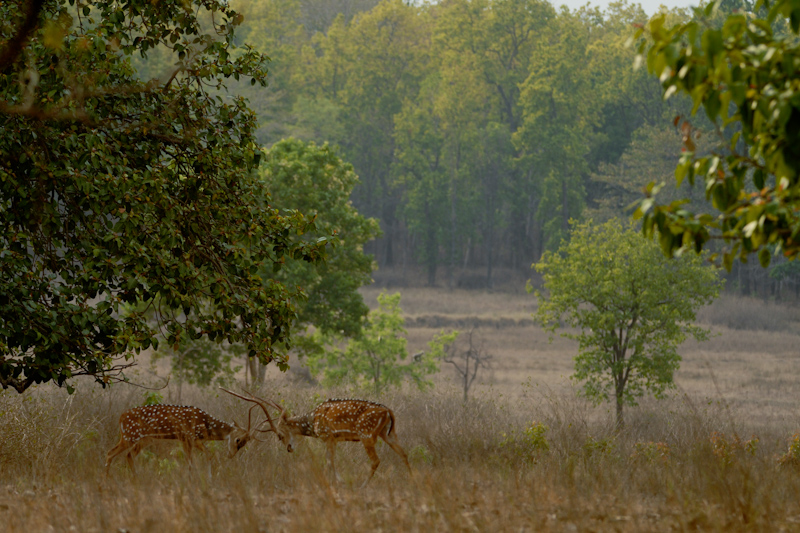 Spotted Deer Sparring
