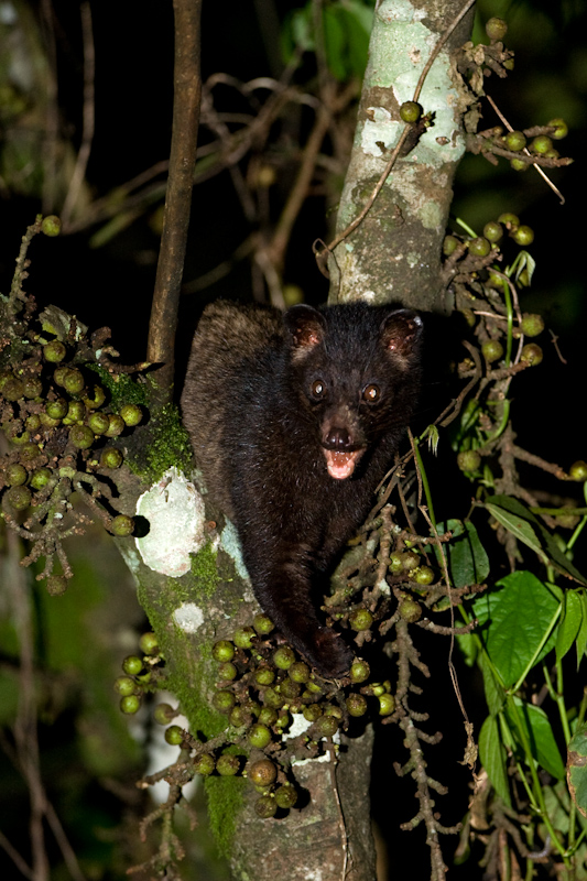 Brown palm civet
