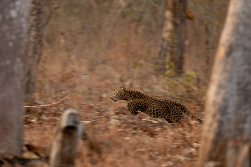 Leopard
