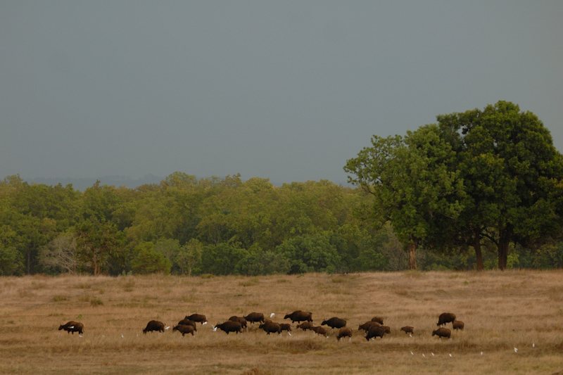 Gaur in Meadows
