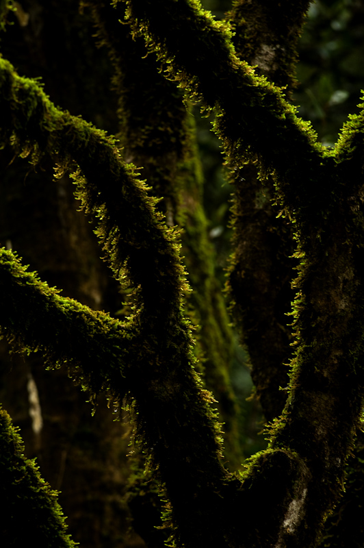 Moss
