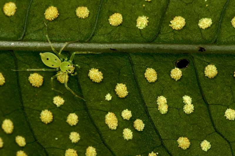 Spider and Spores
