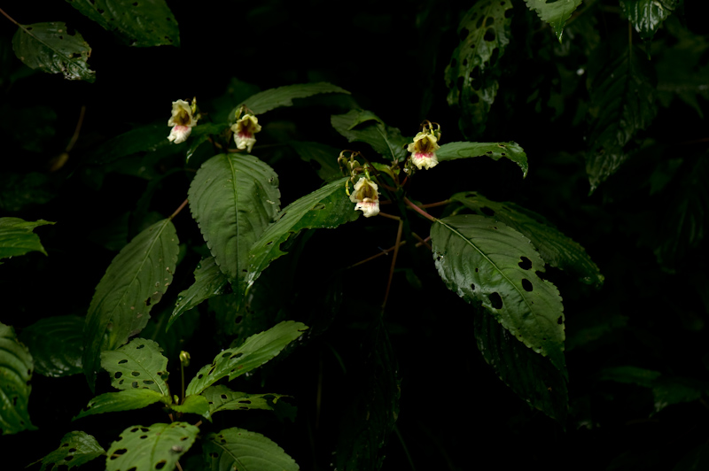 Impatiens
