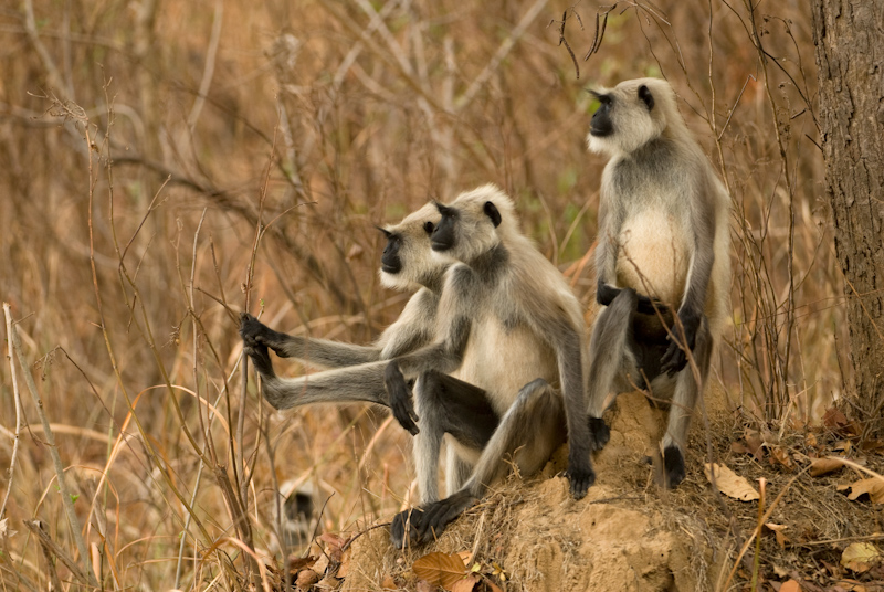 Langurs
