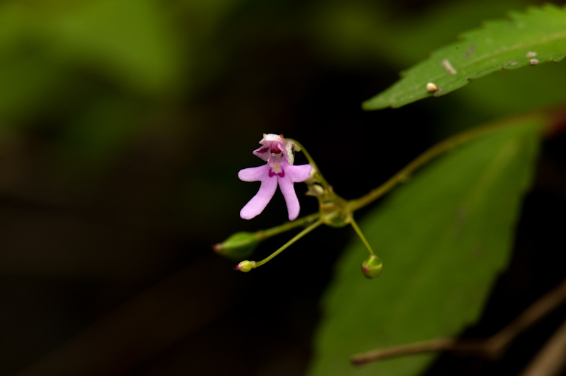 Impatiens
