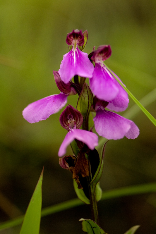 Brachycorythis iantha
