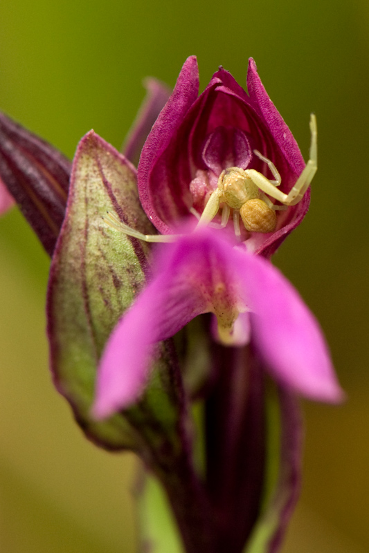 Brachycorythis iantha with Crab Spider
