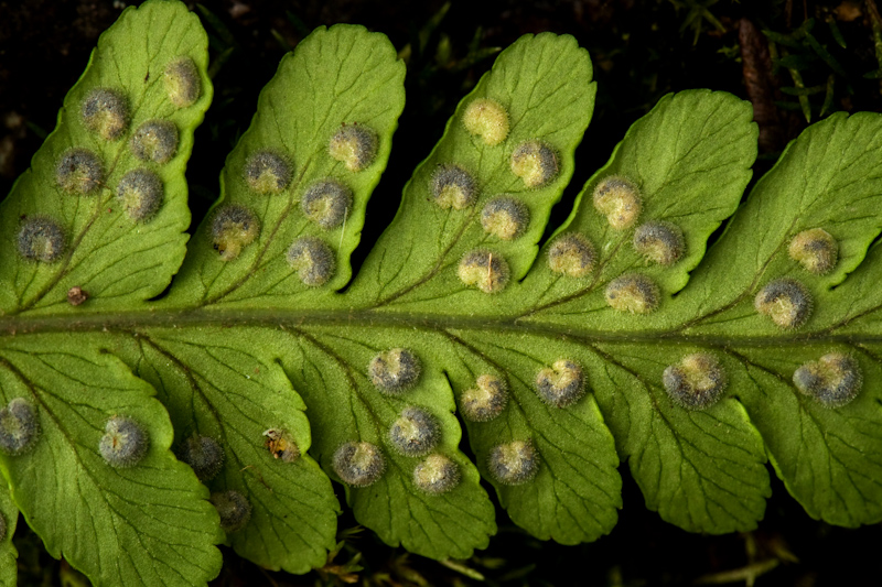 Dryopteris sp.
