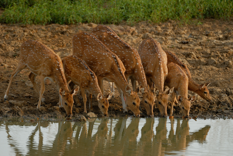 Spotted Deer
