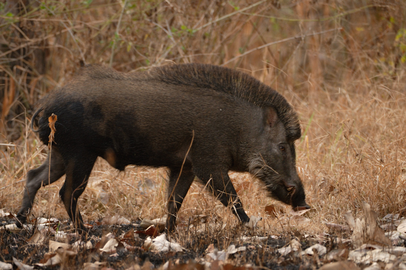 Wild Boar
