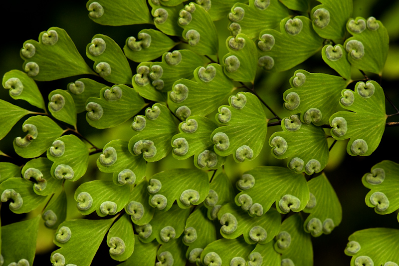 Adiantum sp.
