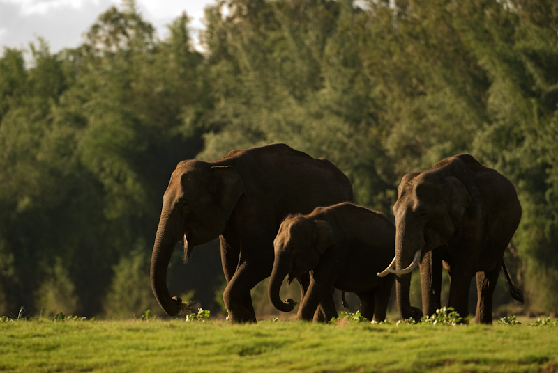 Elephant family
