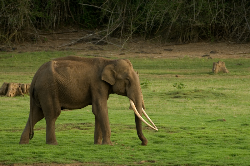 Tusker
