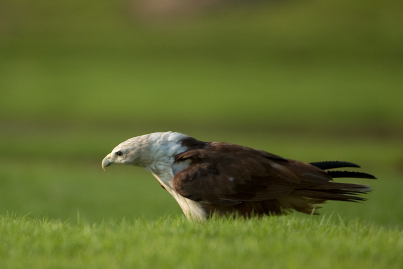 Brahminy Kite
