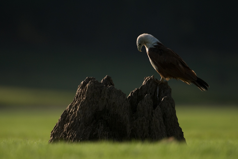 Brahminy Kite
