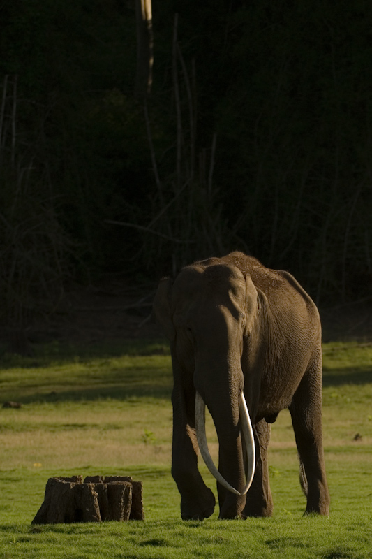 Tusker
