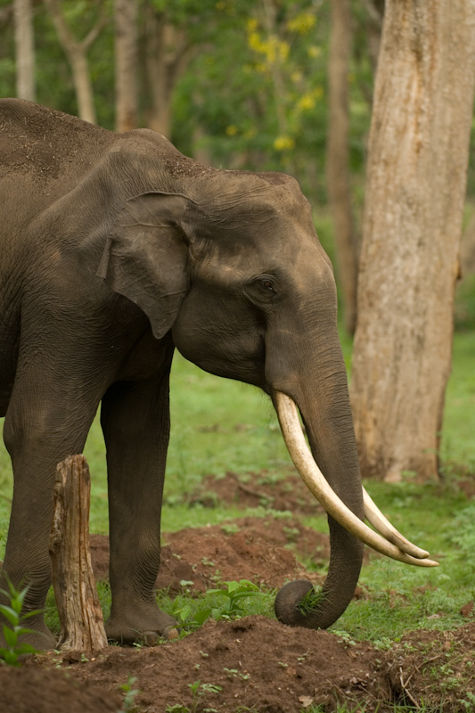 Cross-tusked Elephant
