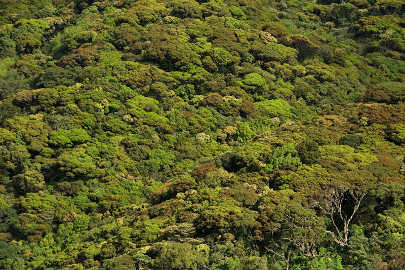 Shola Canopy
