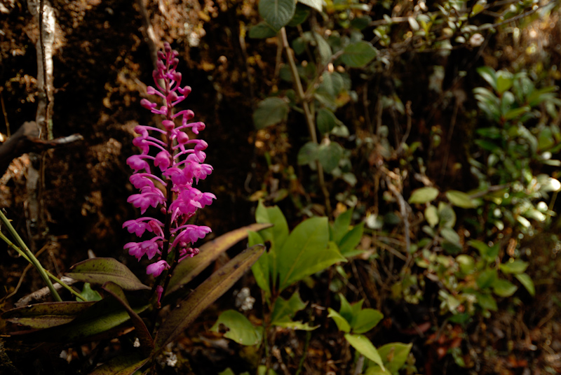 Aerides sp
