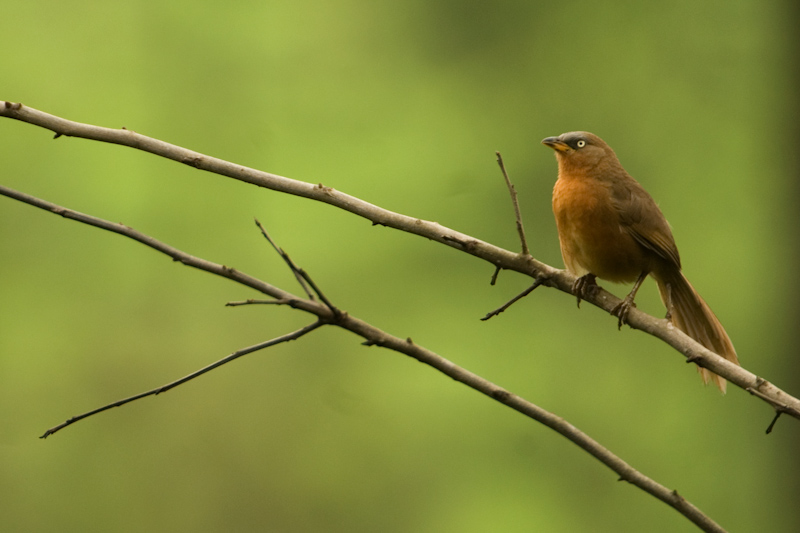 Rufous Babbler
