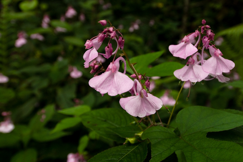 Impatiens
