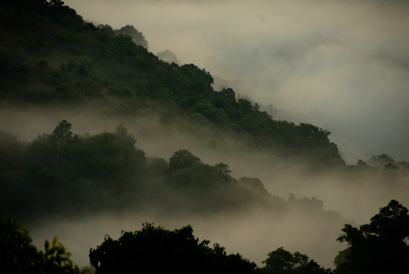 Silent Valley - Canopy
