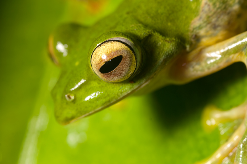 Malabar Gliding Frog
