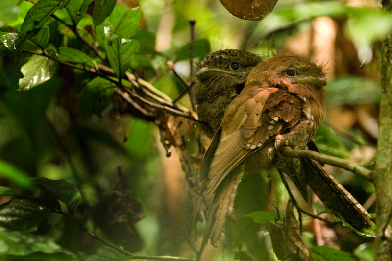 Sri Lanka Frogmouth
