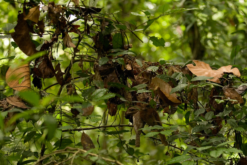 Frogmouth camouflage
