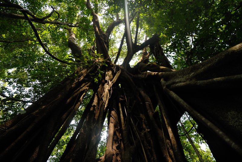 Fig tree
