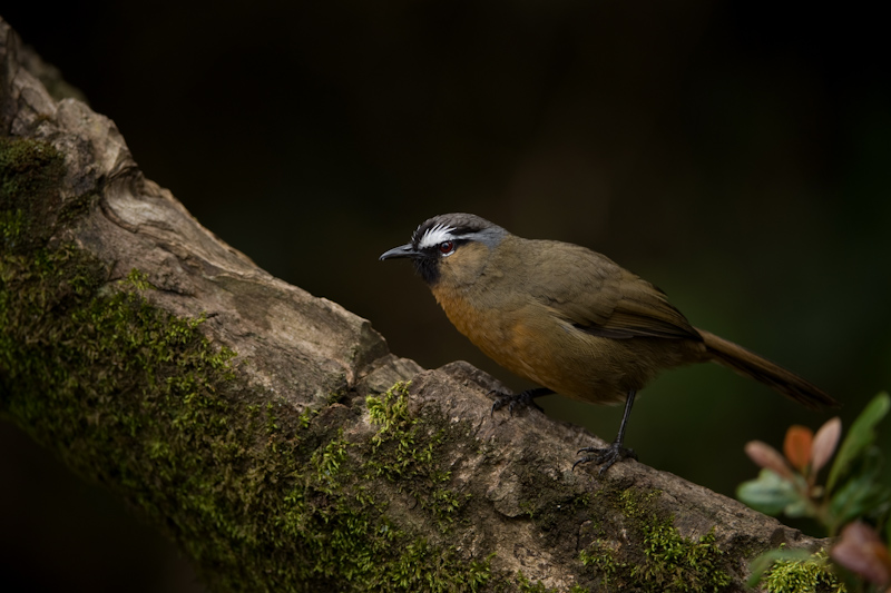 Nilgiri laughing thrush
