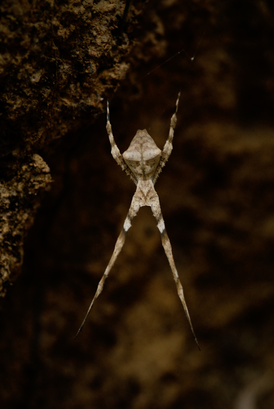 Ogre-faced Spider
