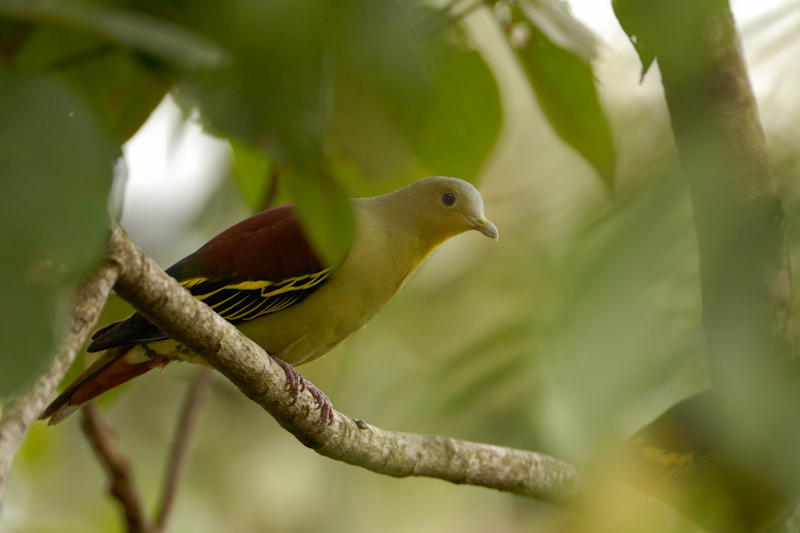 Pompadour Green Pigeon
