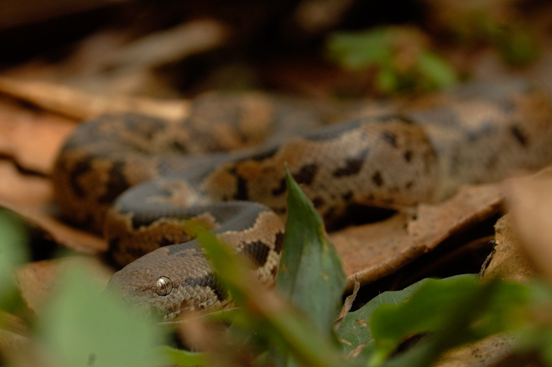 Whitaker's Sand Boa
