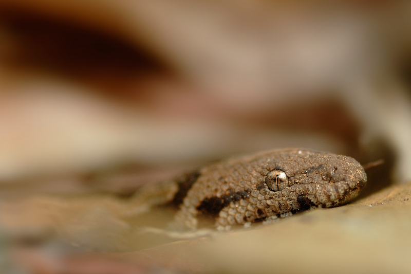 Whitaker's Sand Boa
