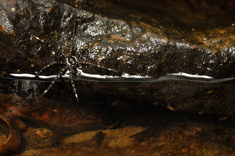 Fish-hunting Spider
