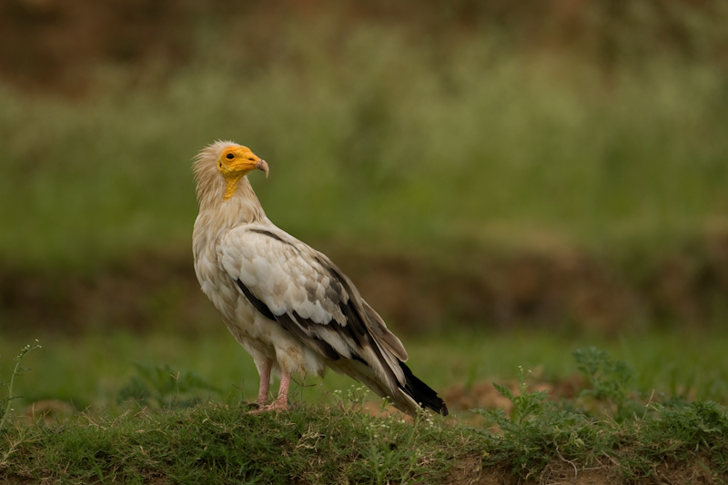 Egyptian Vulture
