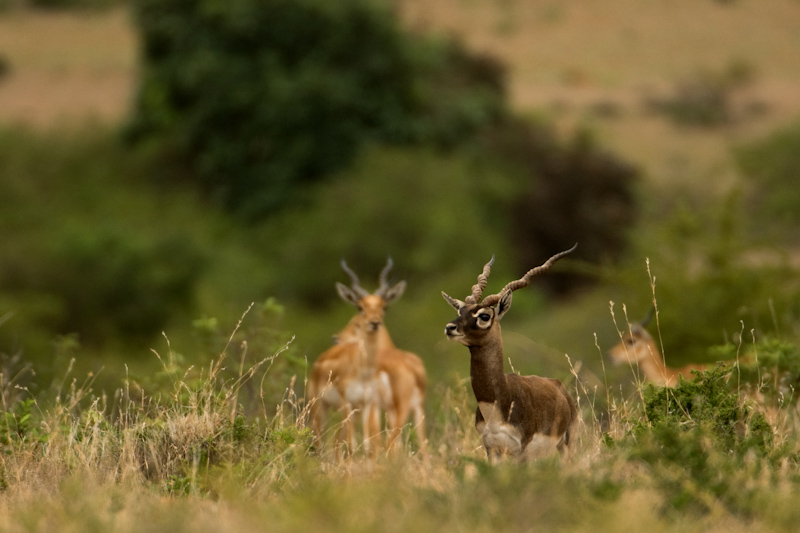 Blackbuck 
