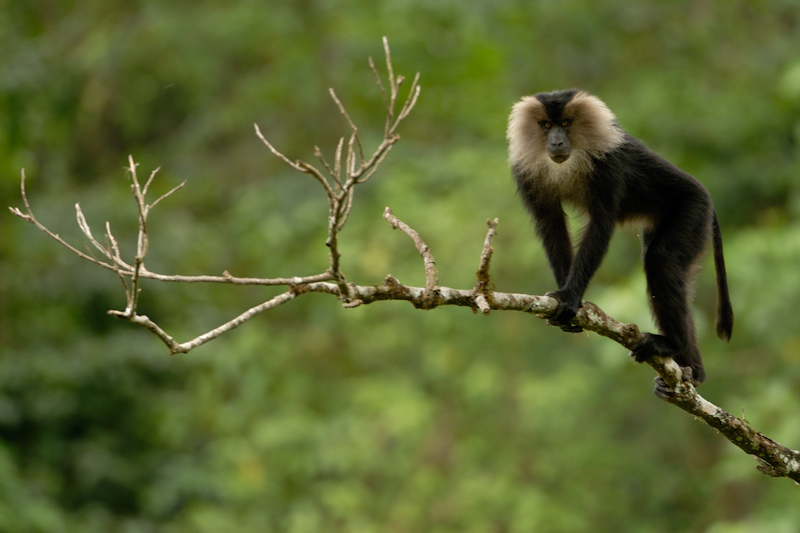 Lion-tailed Macaque
