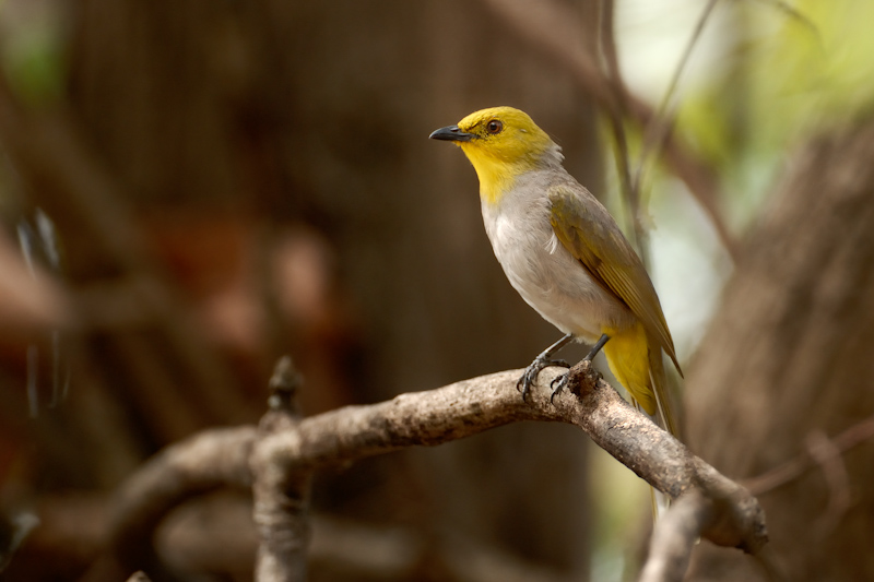 Yellow-throated Bulbul
