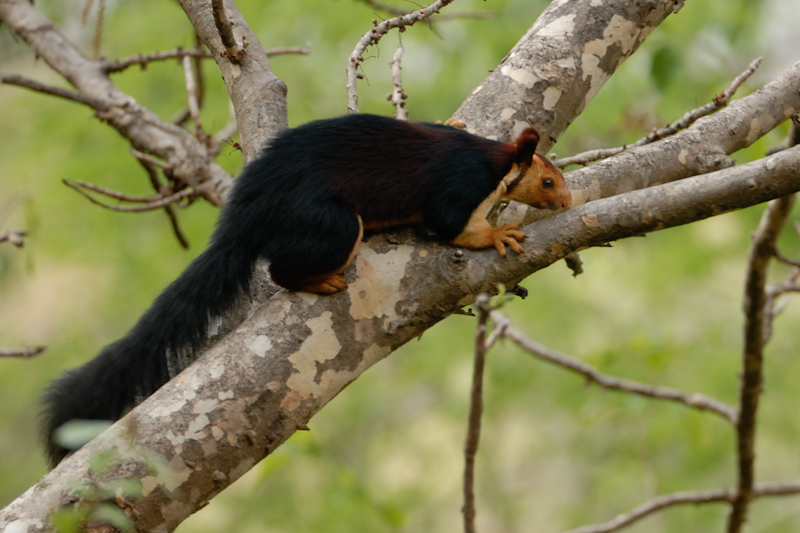 Indian Giant Squirrel
