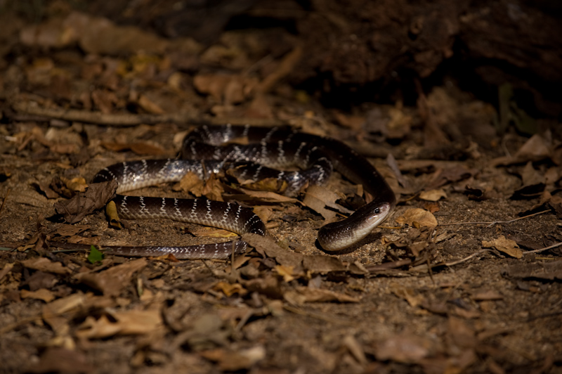 Common Krait
