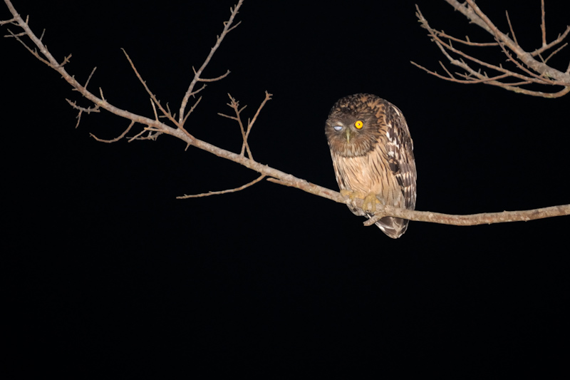 Brown Fish Owl
