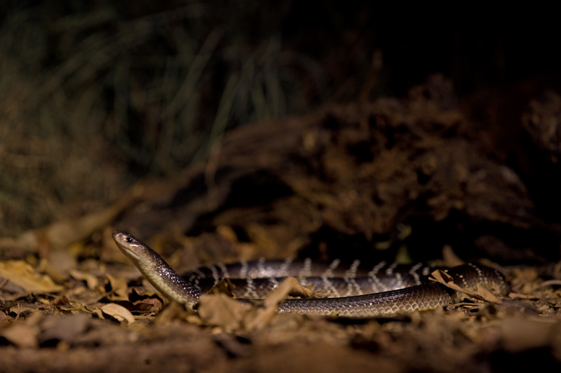 Common Krait
