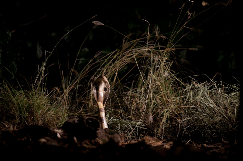 Common Cobra
