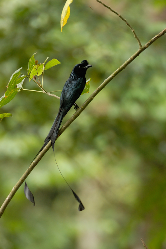 Racket-tailed Drongo
